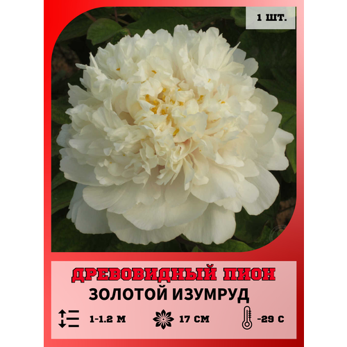 ���� ���� ����������� ������� �������, ������� 1 ����� ������ ������