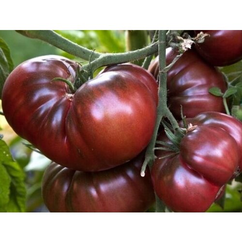 ���� ������ ������ ����� ������ ����� 10 ��. ������ ������