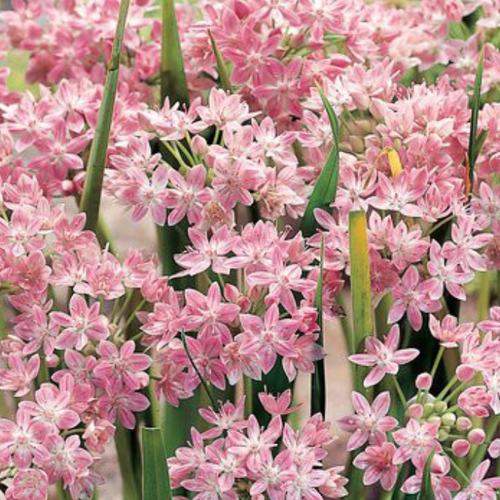 ���� �������� ������ ROSEUM ( 10�� ) ������ ������