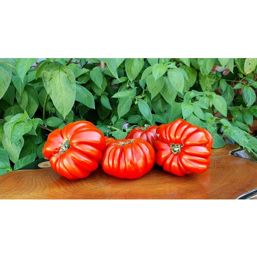 ���� ������ ������ ������������� �������� (Pleated Carnelian) / Seeds And Goods / � �������� zip-lock ��� ���������� 10 ����� ������ ������
