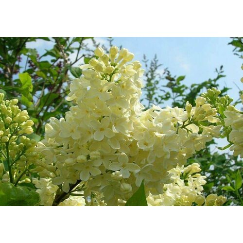 ���� ������� ������ ������������ �������� ( 2 ���� , �3,5 , 20-40 �� ) ������ ������