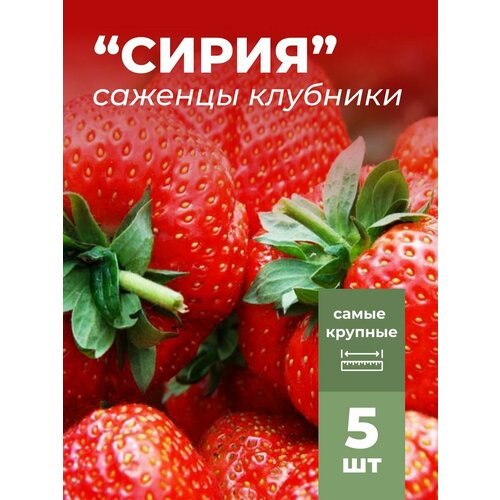 ���� �������� ����� ������������� ����� �������/��������� �������� 5 �� ������ ������