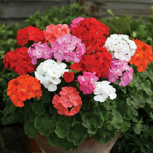 ���� ���������� (������) ������ �����, ���������� ��������� ������ ������� ����� ������ ������� ���, ������� � ��� ���, 4 ����� ������ ������