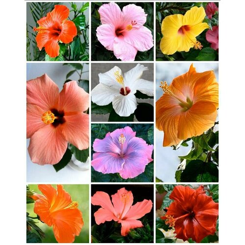 ���� ������ ��������� ������ �������� ���� 10 �����. ������ ������