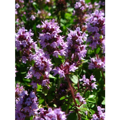 ���� ������ ������ �������� ������ (Thymus serpyllum), 40 ���� ������ ������