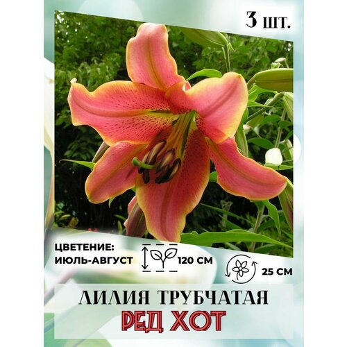 ���� ����� ���������, �������� 3 ��. ������ ������