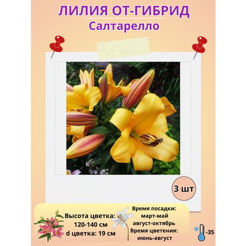 ���� �������� ����� ��-������ ����������, ����������� ����� ������ ������