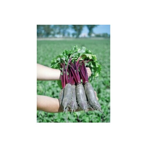 ���� ������ ������ ������ F1 1� �������������� ������� (�������) ������ ������