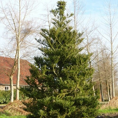     (Abies koreana), 20    -     , -, 