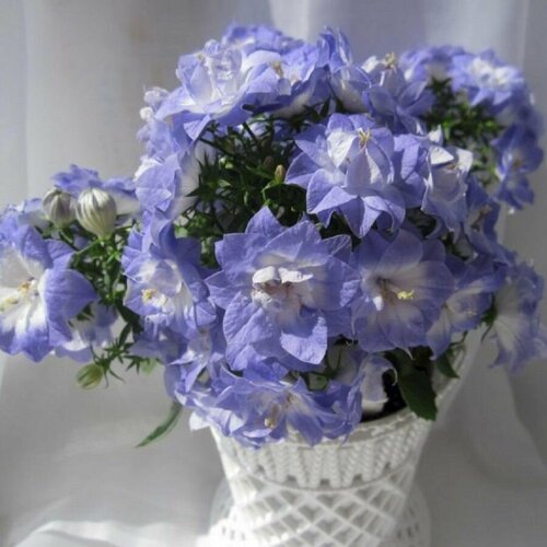 ���� ��������� �������������, �����-�������-��������, ���� ������� ��������, �����������, ������! ������ ������ ������