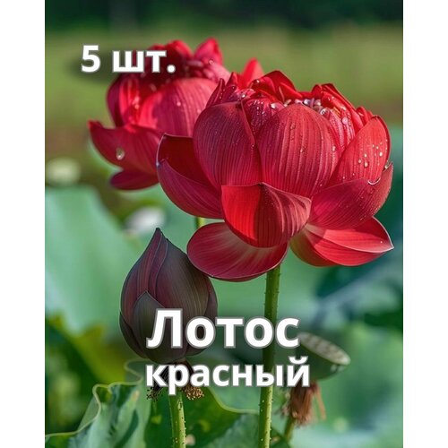 ���� ������ ������ ������� 5 ��. ������ ������