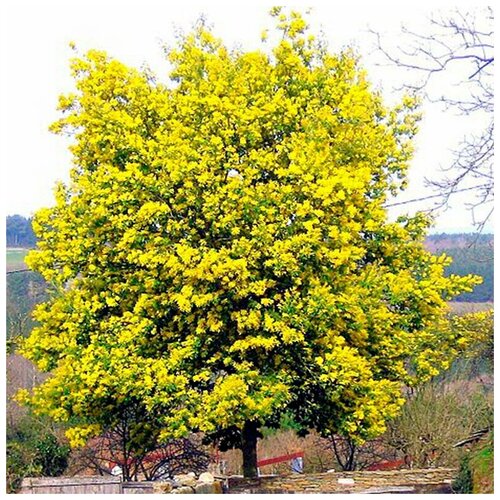    -   - (Acacia dealbata)  10   -     , -, 