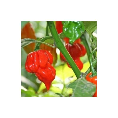     Trinidad Scorpion Butch T, 5  +    -     , -, 