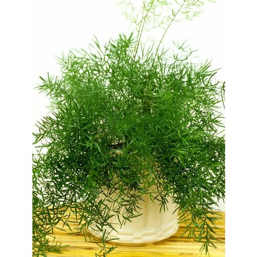 ���� ������ ��������� ��������� (Asparagus aethiopicus), 5 ���� ������ ������