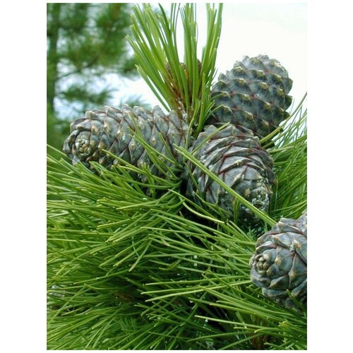     (Pinus sibirica), 350    -     , -, 