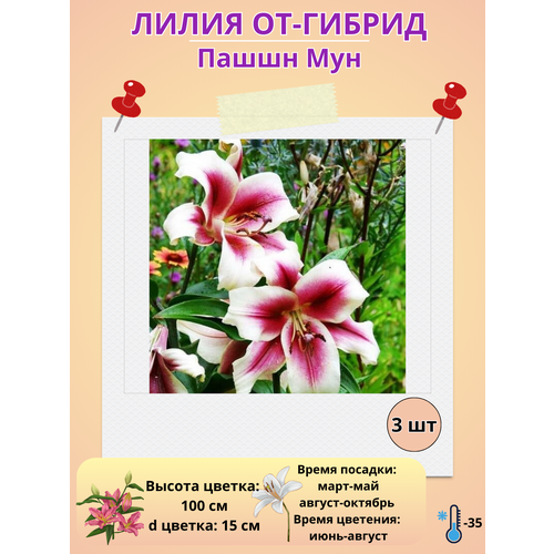 ���� �������� ����� ��-������ ����� ���, ����������� ����� ������ ������
