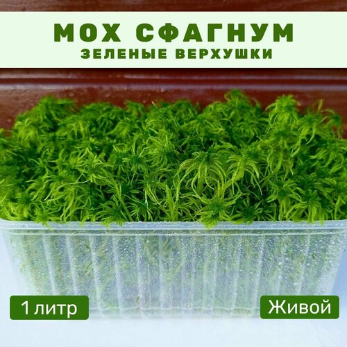 ���� ��� ������� ������ ������ ��� ��������, 1 ���� ������ ������