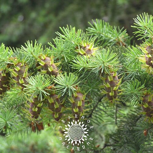     (. Pseudotsuga menziesii) 15  Green Legacy   -     , -, 