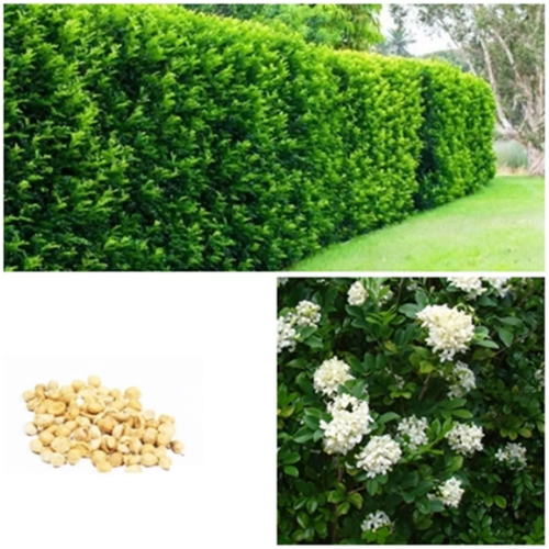    (Murraya Paniculata) -  3    -     , -, 