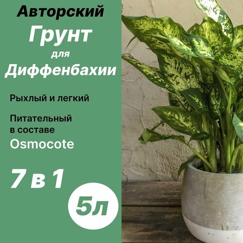 ���� ����� ��� ����������� 5� / ������� ������ ������