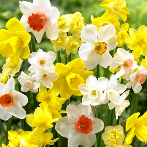 ���� �������� �������� ���� ���� ( 10 �� ) ������ ������