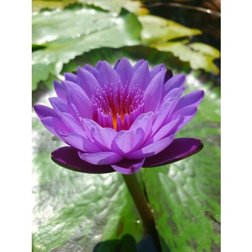 ���� ������ ��� �����. ������ ��������/������ ����������� (100 ��), ��������� ����� ������ ������