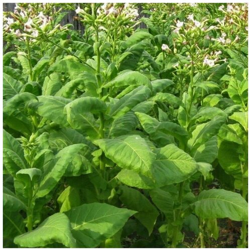 ���� ������ ������ ����� ����������� ���� 300 ��. ������ ������