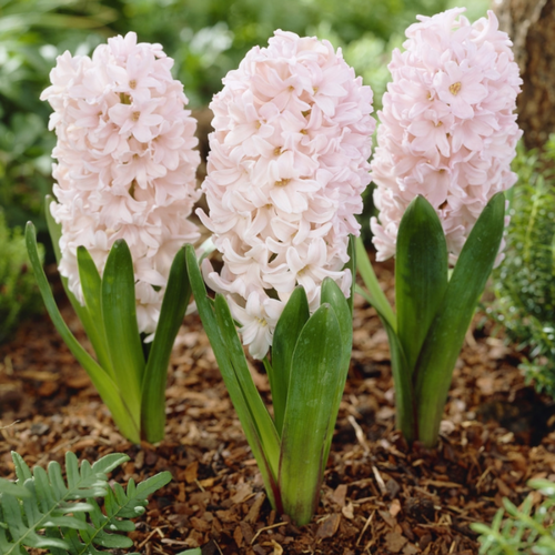 ���� ������� ������� (2 ��.) ������ ������