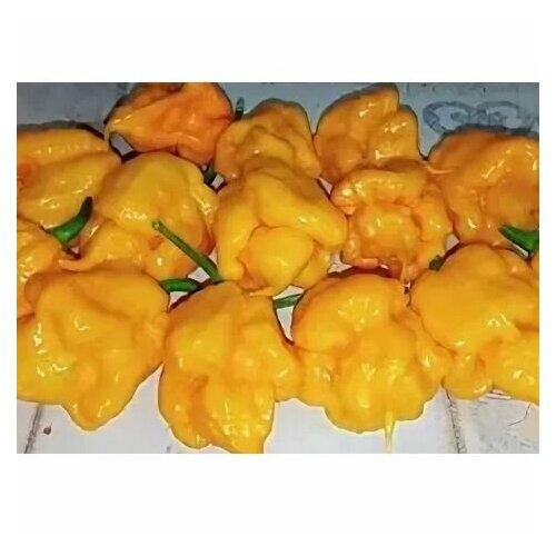     7 Pot Primo Orange, 5  +    -     , -, 