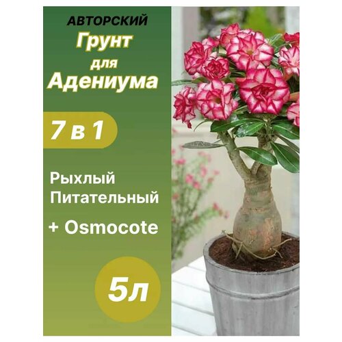 ���� ����� ��� �������� 5 � ������� ������ ������