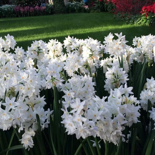 ���� �������� �������� PAPERWHITE ZIVA ( 3 �� ) ������ ������