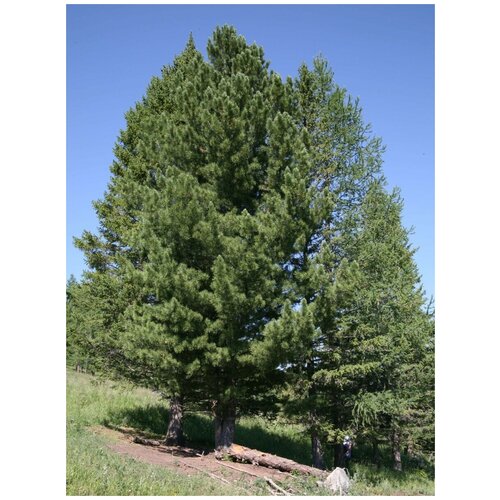     (Pinus sibirica), 120    -     , -, 