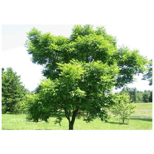    (. Phellodendron Amurense)  5   -     , -, 