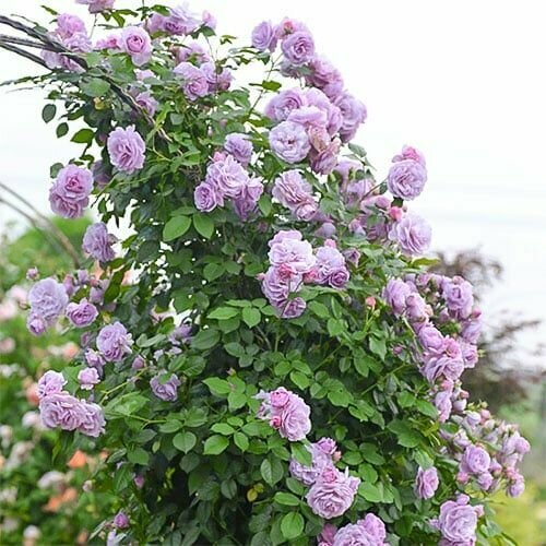 ���� ���� ��������� ��-�� 2�� ������ ������