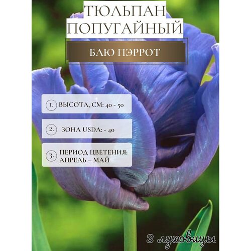 ���� ������� �������� ����������� ������ ������ ������