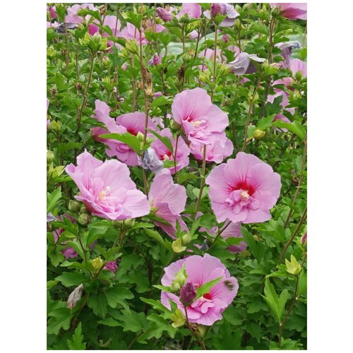       (Hibiscus syriacus), 30    -     , -, 