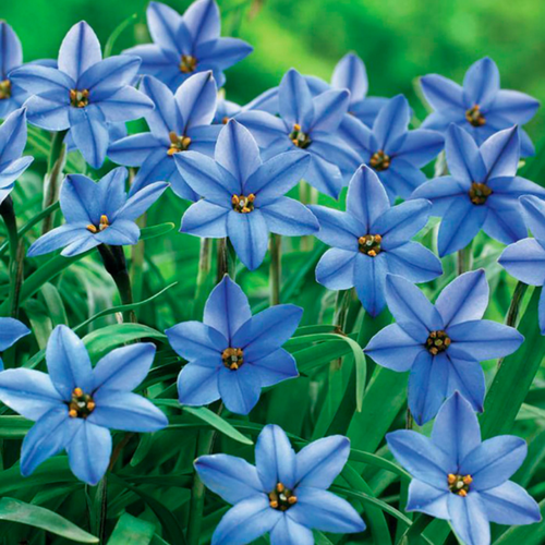 ���� �������� ������, �hipollino flowers, ������ JESSIE (10 �������) ������ ������