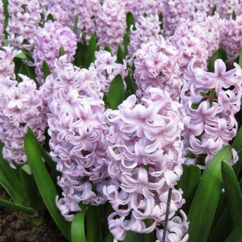 ���� ������� TOP HIT(2 ��������) ������ ������