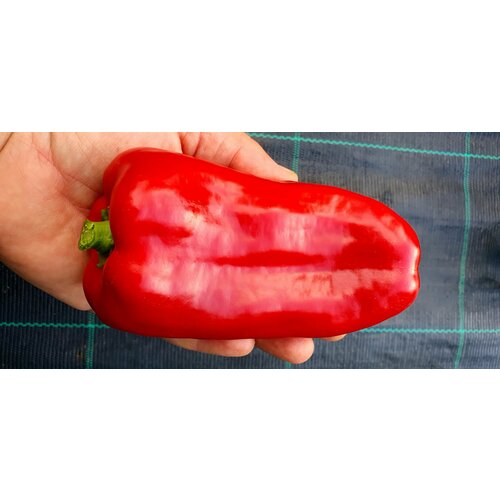 ���� ������ ����� ������� �������� ������ (Marinkin Tongue) / Seeds And Goods / � �������� zip-lock ��� ���������� 15 ����� ������ ������