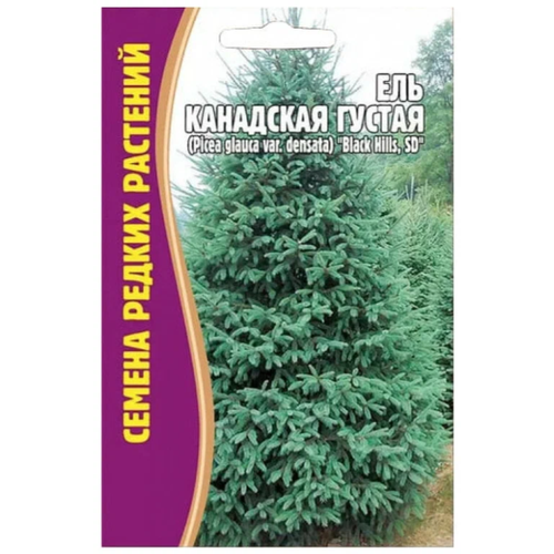      (Picea glauca var.densata) 