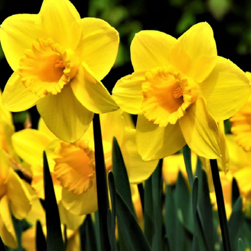 ���� ������� TAMARA (3 ��������) ������ ������