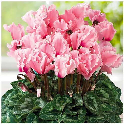 ���� ������ ��������� �������� ���������� �������, 5 �� ������ ������