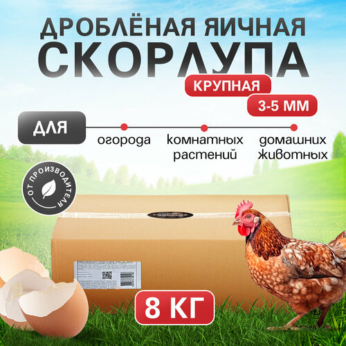 ���� ������ �������� 8 �� (���������) ������ ������