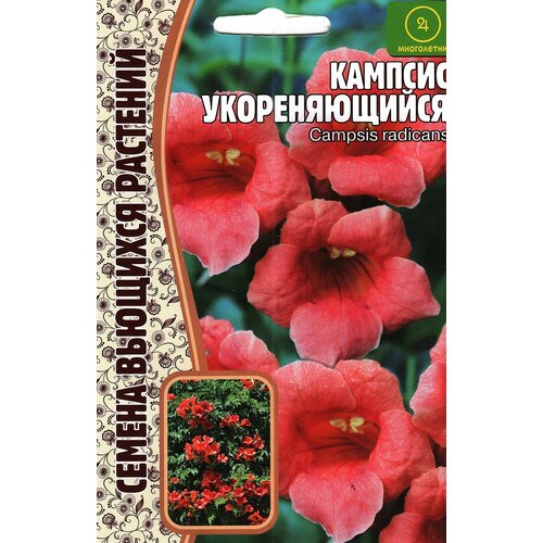 ���� ������� ������������� CAMPSIS RADICANS , ����������� ( 1 �� : 20 ����� ) ������ ������