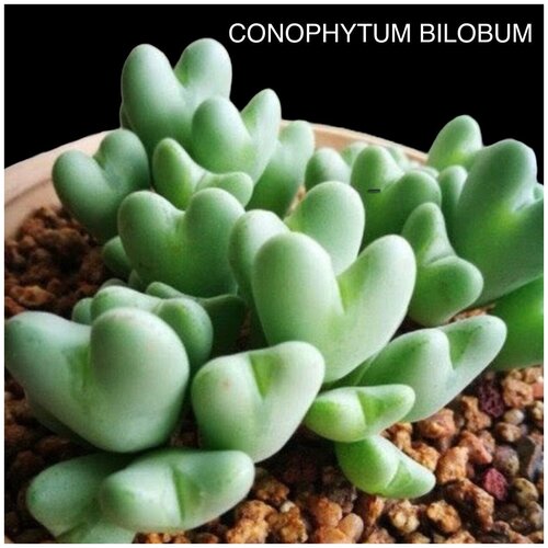 ���� ��������� ������������ ����� ��� ����������� ������ ������