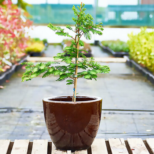 ���� ����������� ����������������� �����, ������, 50 �� ������ ������