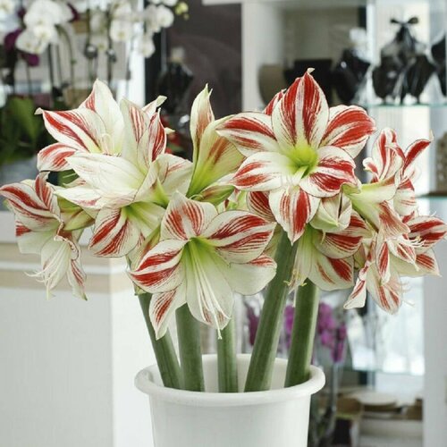   , Hippeastrum Ambiance, ,    -     , -, 