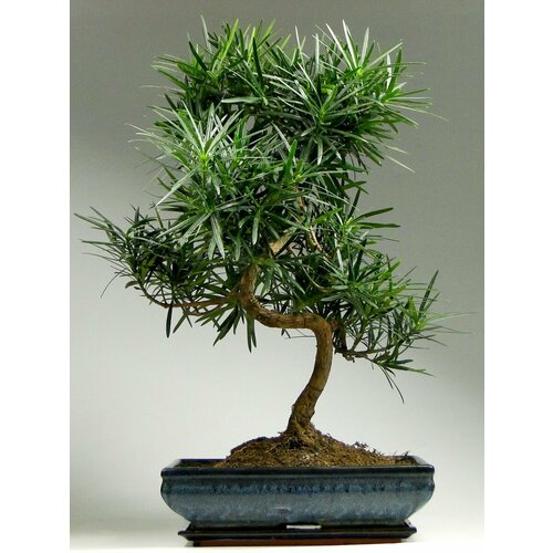     (Podocarpus macrophyllus), 4    -     , -, 