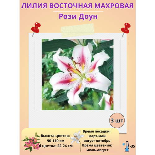 ���� ����� ��������, ��������� ���� ����, ����������� ����� ������ ������