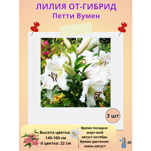 ���� �������� ����� ��-������ ����� �����, ����������� ����� ������ ������